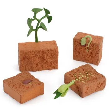 Modeliavimo Gyvavimo Ciklas Žaliųjų Pupelių Augalų Augimo Ciklo Modelis figūrėlių Kolekcija Mokslo, Švietimo Žaislai Vaikams